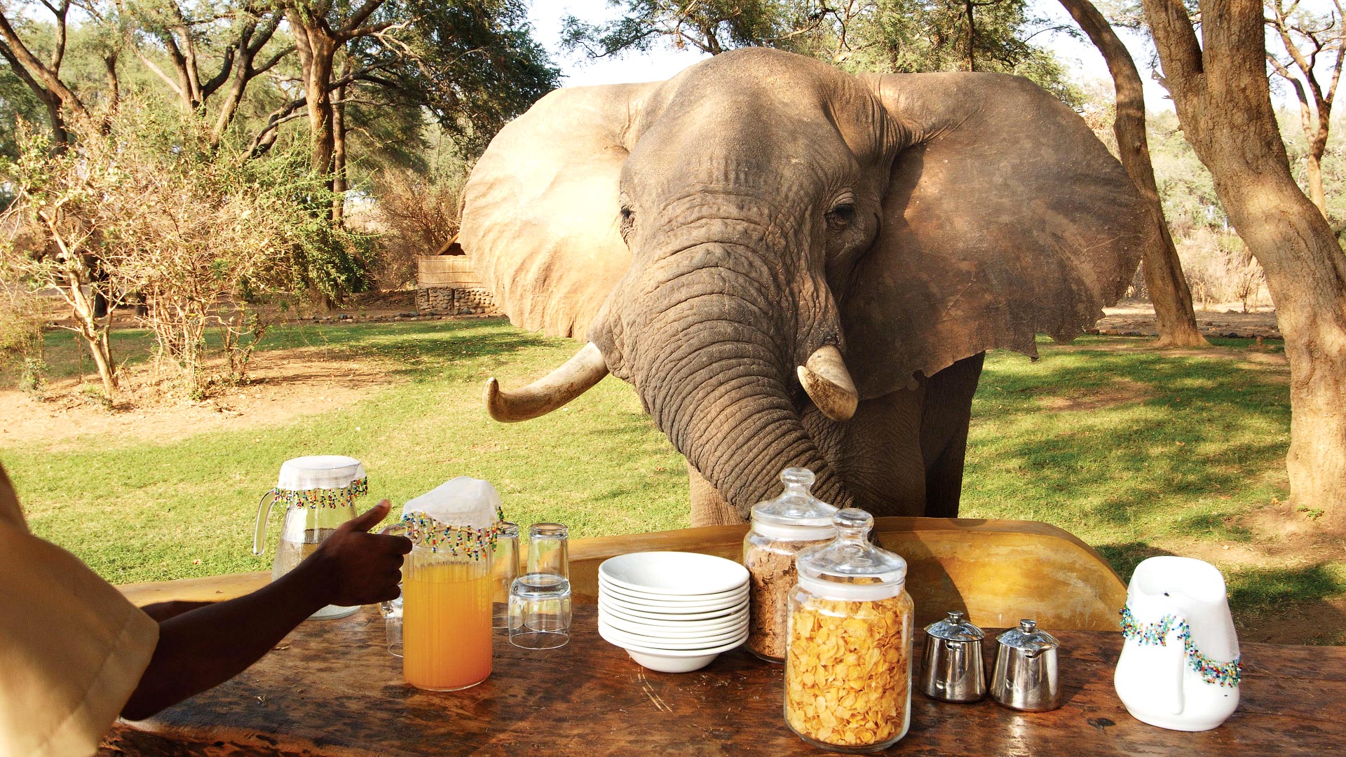 Falls, Kafue, Luangwa & Zambezi