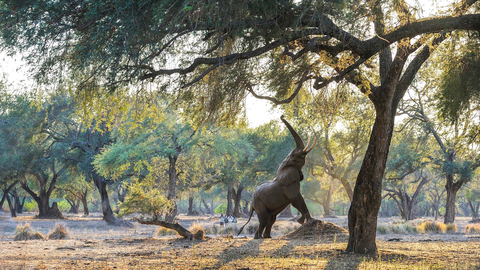 Luangwa Valley
