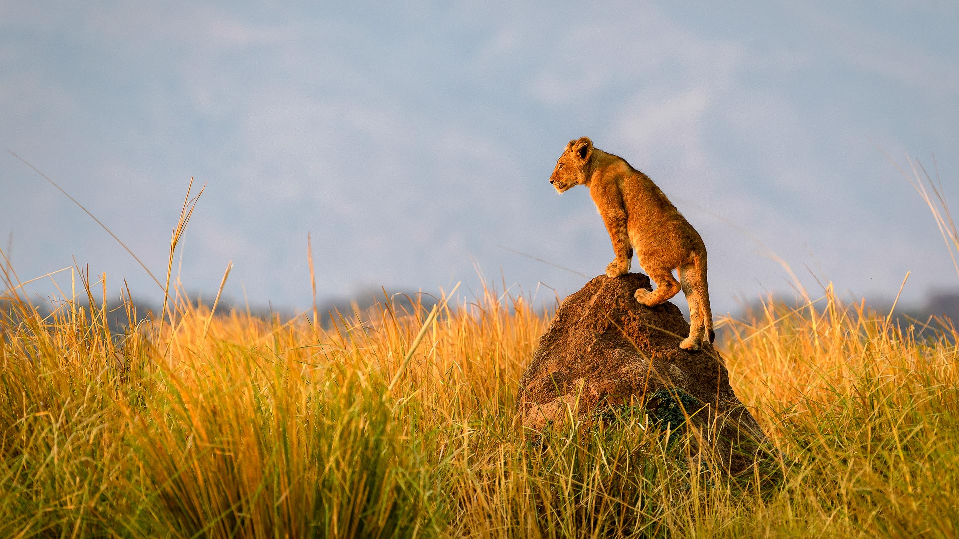 Vic Falls, Hwange & Mana Pools